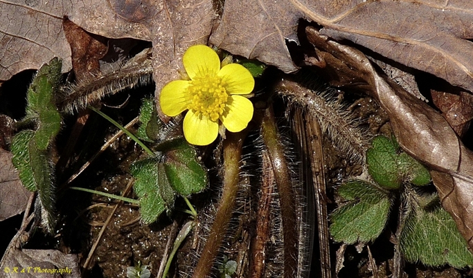 {Ranunculus hispidus}
